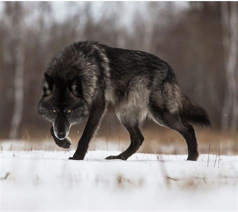 Black Wolf With An Intense Gaze Rnatureismetal