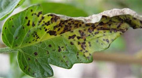 Black Spots On Tomato Fruit And Leaves Causes And Treatment