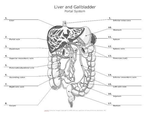 Anatomy Chart Typical Uses For Anatomy Charts