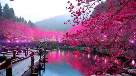Taiwan Sakura Season 2020