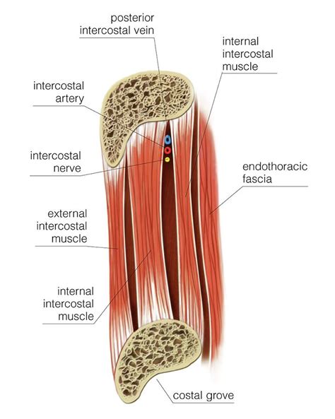 Muscles Of Posterior Thoracic Wall Photograph By Asklepios Medical Atlas The Best Porn Website