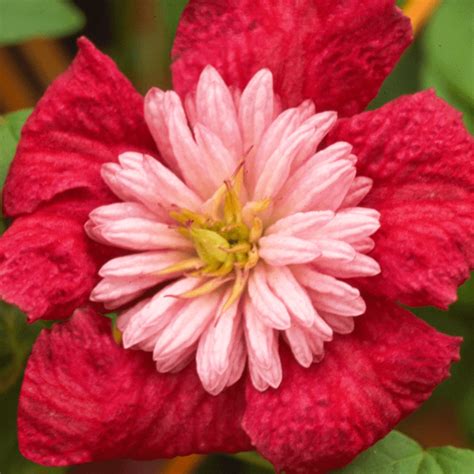Perennials add colour, structure and form to your garden beds. Buy Clematis Avant Garde Deciduous Climbing Shrub | Free ...