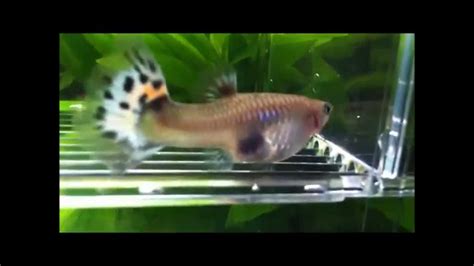 How can i tell if my guppy is having babies? Pregnant guppy giving birth - YouTube