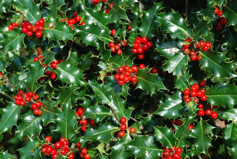 How To Grow Holly How To Grow Stuff