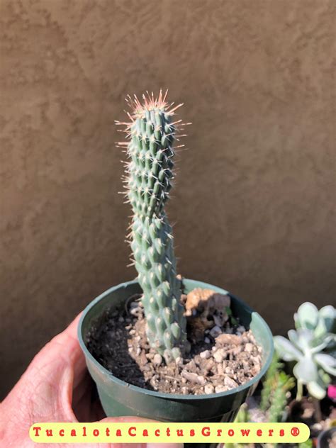 This cactus is a nocturnal bloomer and the flowers only last one night. Cylindropuntia fulgida mamillata Cholla Crest 5" Tall ...