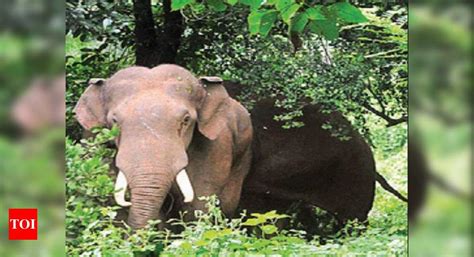 Elephants Kill Four In West Bengal Within Four Days Kolkata News