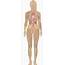 Female Body Diagram / Human  Whole Coloring