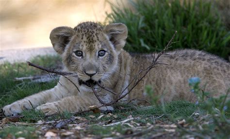 Sf Zoo Introduces 2 Month Old Male Lion Cub With Pride San