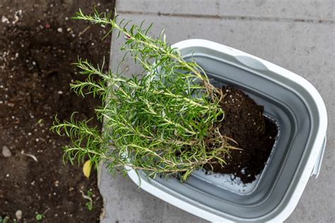 How To Transplant Garden Rosemary Indoors For The Winter