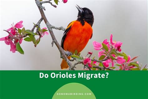 Do Orioles Migrate Sonoma Birding