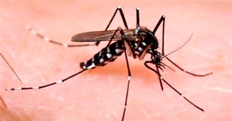 ¿qué Es El Virus Zika Secretaría De Salud Gobierno Gobmx
