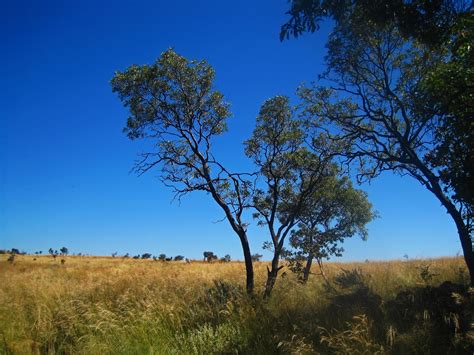 Trees On Grassland On Top Of Berg Free Stock Photo Public Domain Pictures