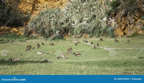 Deer In Nature Stock Image Image Of Grassland Herbivore 160375529