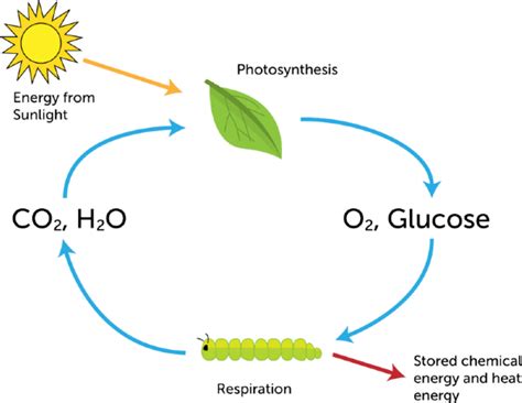 Photosynthesis And Respiration Venn Diagram