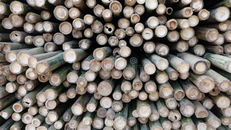 Bamboo Pile Stock Photo Image Of Branch Build Stalk 62042240