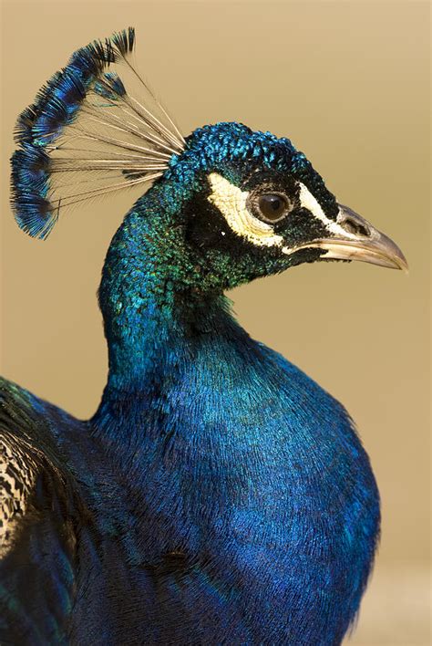 Indian Peafowl Male Photograph By Steve Gettle
