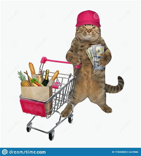 Cat Pushing Shopping Cart 2 Stock Photo Image Of Dollar Isolated