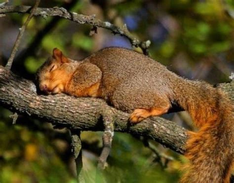 Have You Ever Been This Tired Squirrelly Cute Squirrel Sleeping