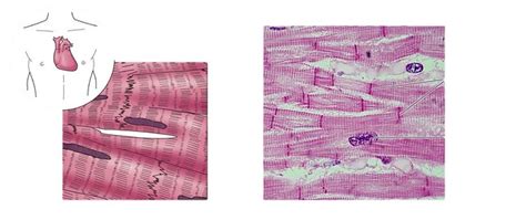 Cardiac Muscle | Flickr - Photo Sharing!