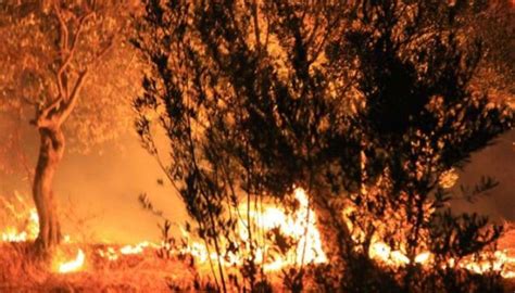 У туреччині тривають лісні пожежі. В Туреччині горить ліс: на гасінні задіяні вертольоти і 20 ...