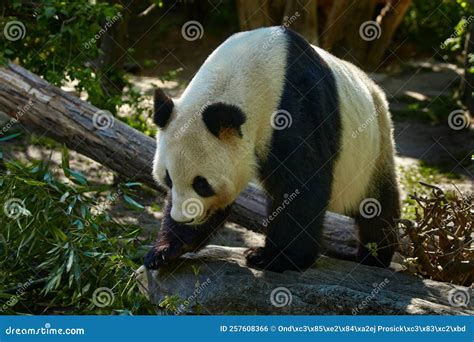 Panda Bear Behaviour In The Nature Habitat Portrait Of Giant Panda