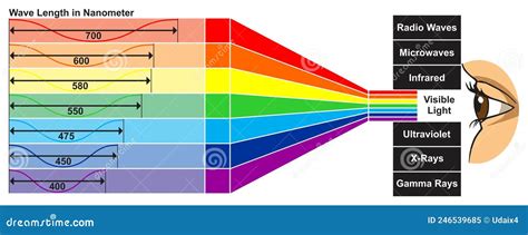 Visible Light Spectrum Of Human Eye Infographic Diagram Stock Vector
