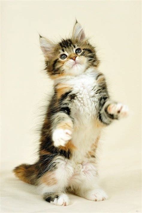 Maine coons for sale in indianapolis. Cyoot Kitteh of teh Day: Rearin' and Ready to Go ...