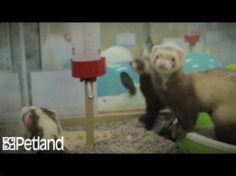 Ferrets have larger space requirements than some other popular small pets, although you can set up a cage for them that is tall with multiple levels in order to converse floor space. Do Ferrets Make Good Pets? - YouTube