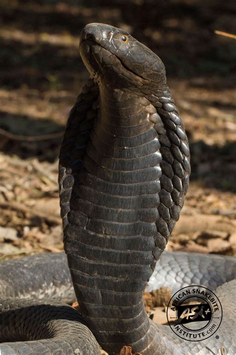 Black Necked Spitting Cobra African Snakebite Institute