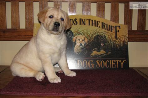 We started off with toy breeds, yorkies, papillions and now goldens. Maggie's Labs: Labrador Retriever puppy for sale near ...
