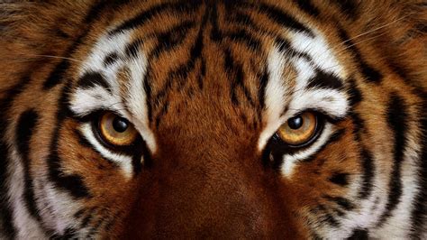 Cool Tiger Eyes Wallpaper