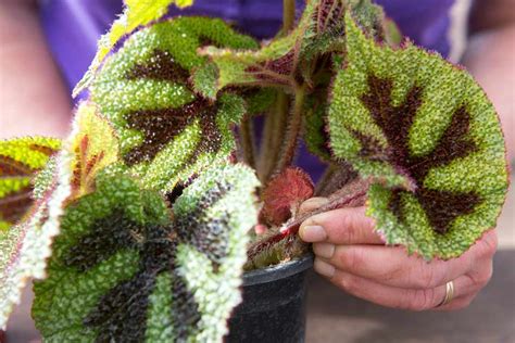 *new to begonias* i took these stem cuttings last night, left them overnight to callous, then put them in water but they were limp and droopy, wondering if they will perk back up or should i try a different method? Taking Begonia Leaf Cuttings (project) - BBC Gardeners ...