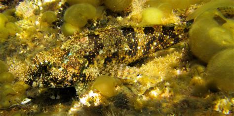 Saddleback Sculpin Mexican