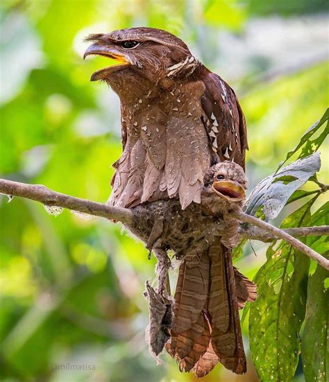 The large frogmouth (batrachostomus auritus) is a species of bird in the family podargidae. large frogmouth | Tumblr