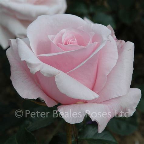 Anna Pavlova Bush Rose Peter Beales Roses The World Leaders In