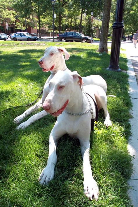 Toronto Albino Great Danes Great Dane Dogs Great Dane Dane Puppies