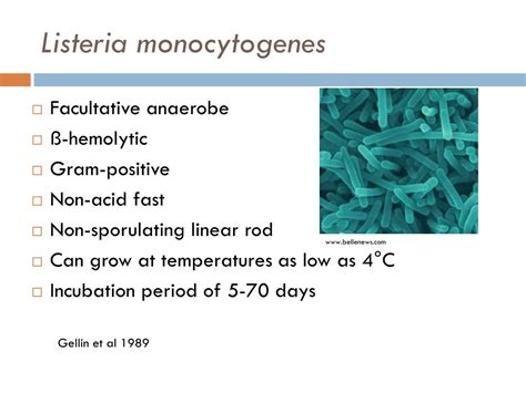 Ppt Listeria Monocytogenes And Listeriosis Powerpoint Presentation