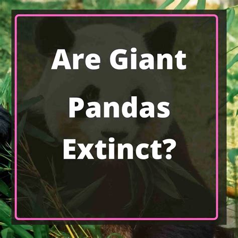 Are Giant Pandas Extinct 5 Top Reasons For Extinction