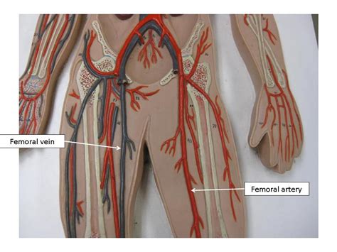 The blood vessels are the components of the circulatory system that transport blood throughout the human body. Vascular System Models - Arteries, Veins, Blood Cells ...