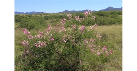 More plants african violets apples azaleas and rhododendrons beans begonias brugmansias camellias cannas carrots clematis coleus corn crepe myrtles cucumbers daffodils dahlias daylilies fuchsias. Wildflower Wonderland in Buenos Aires NWR | Parks & Travel ...