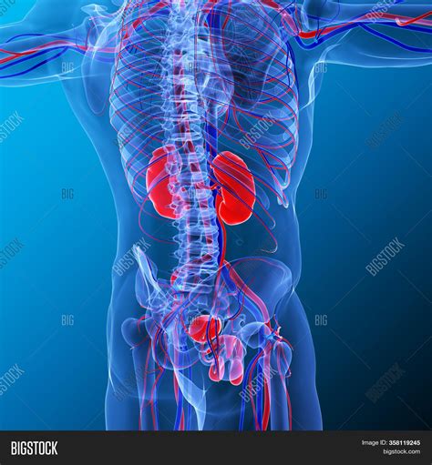 Kidneys Pair Organs Image And Photo Free Trial Bigstock