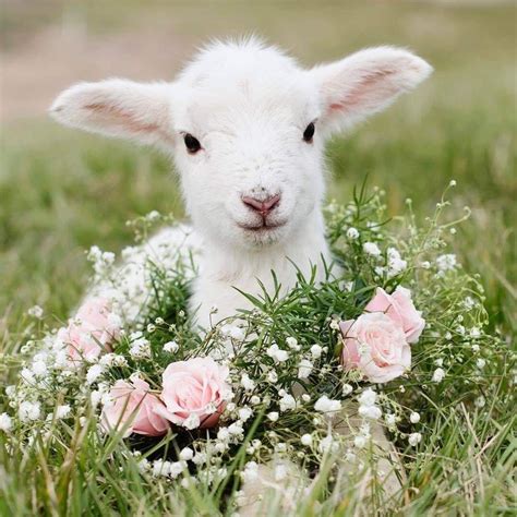 Pin By Laura Chischillie On Sheep Animals Cute Baby Animals Cute