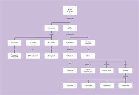 Cell Cycle Concept Map Template Lucidchart