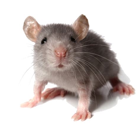 Mouse Animal Mice Png Transparent Images Png All