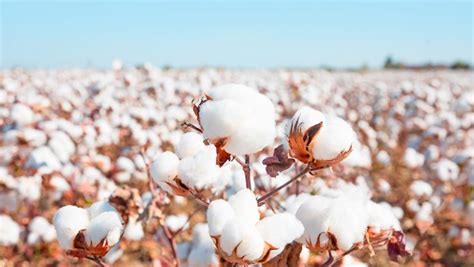 Better Cotton Initiative (BCI) - World's Largest Cotton Sustainability ...