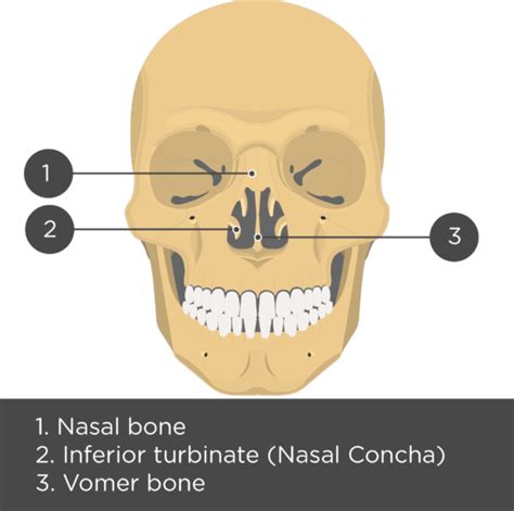 😂 Inferior Nasal Conchae Middle Nasal Concha • Musculoskeletal