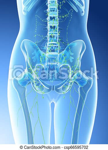 3d Rendered Illustration Of A Females Abdominal Lymph Nodes Canstock