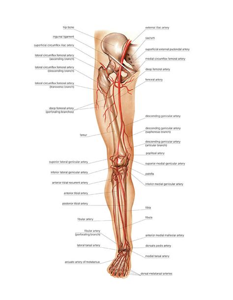 Arterial System Of The Leg Photograph By Asklepios Medical Atlas