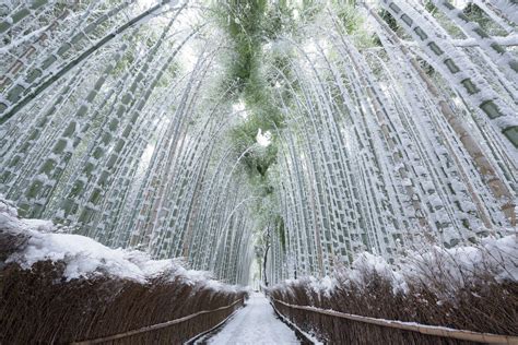 Snow Covered Bamboo Forest Kyoto Japan Rpics