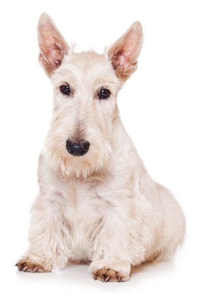 Scottish Terrier Chihuahua Mix White Pets Lovers